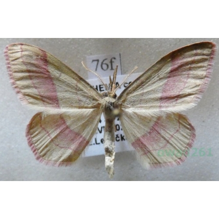 Rhodostrophia vibicaria (Clerck, 1759) Zdobik różopas Czech76f